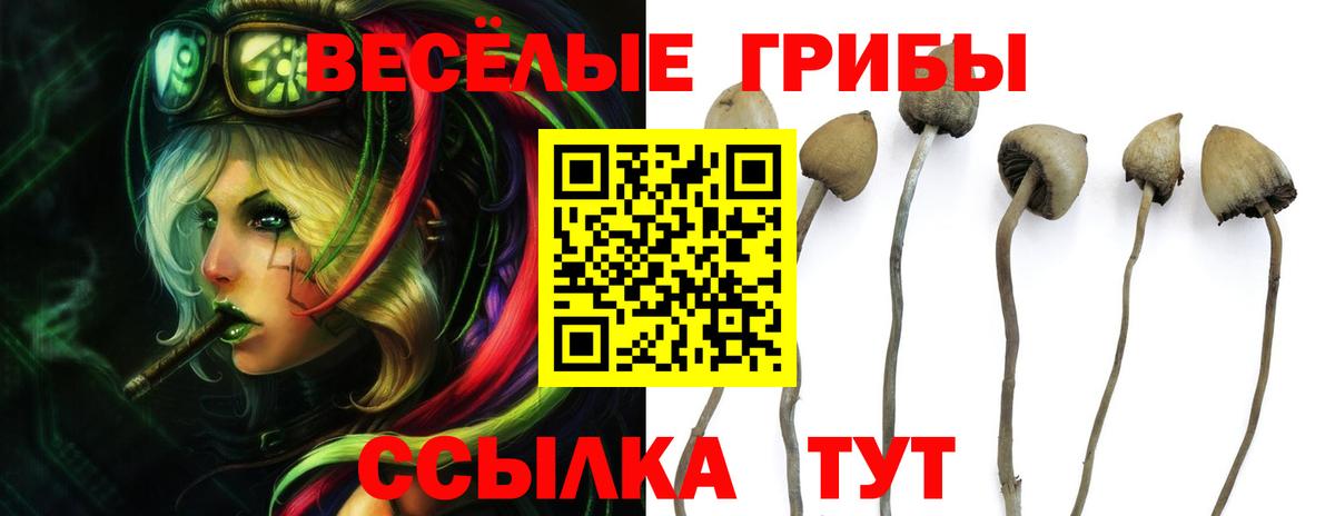 цена   Вход с VPN  Курчатов  Галлюциногенные грибы Psilocybine cubensis 
