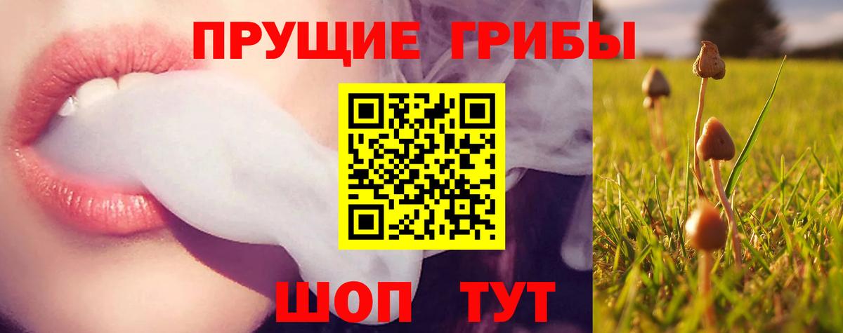 Галлюциногенные грибы Cubensis Курчатов